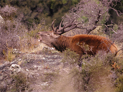 Hamish Orr Cover photo