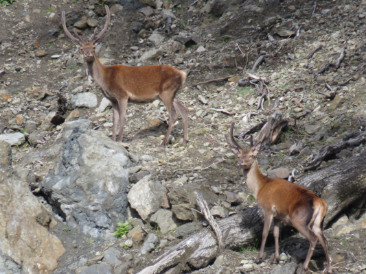two young stags