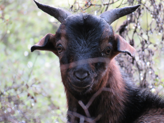 Close up of a goat