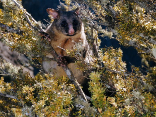 Possum in a tree