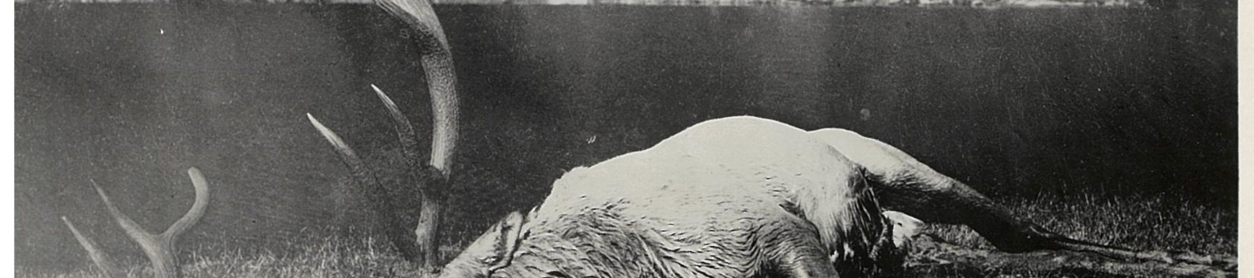 100 years of wapiti hunting PR