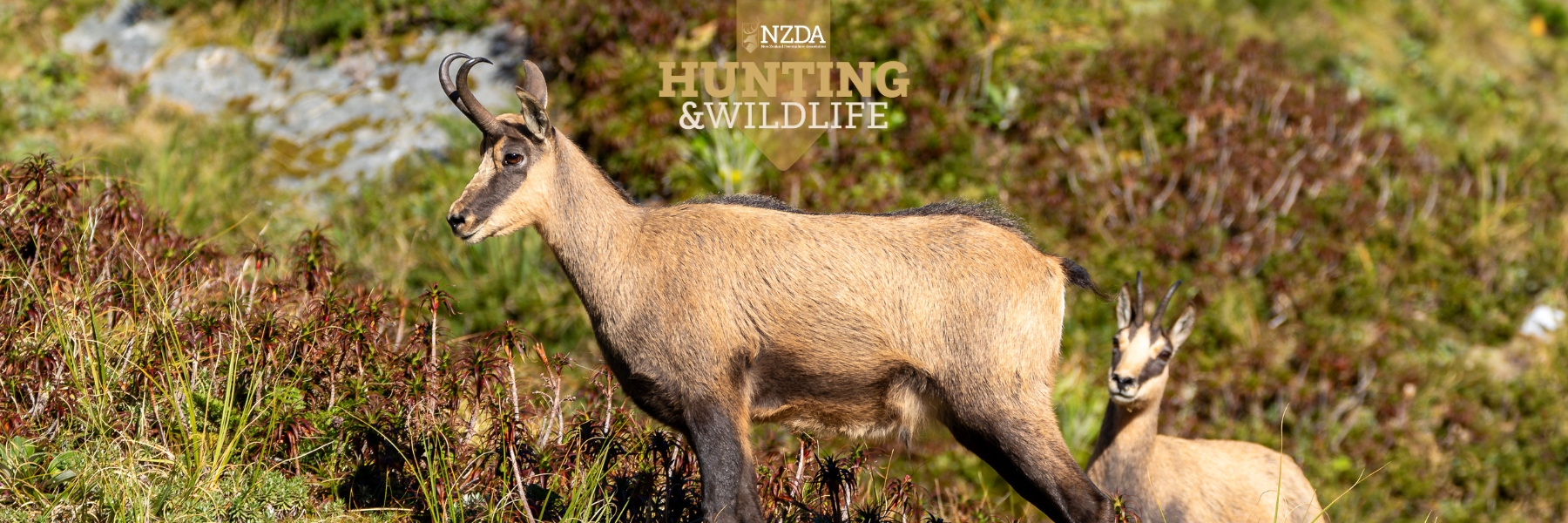 Alpine Chamois