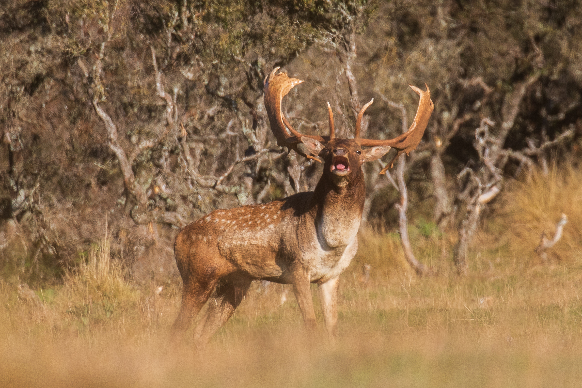 Greg Hill Fallow Buck in full voice Greg Hill