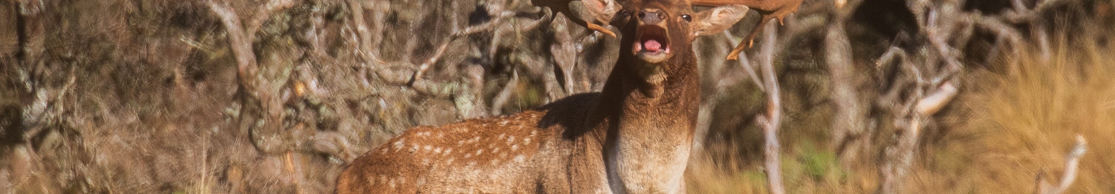 Greg Hill Fallow Buck in full voice Greg Hill