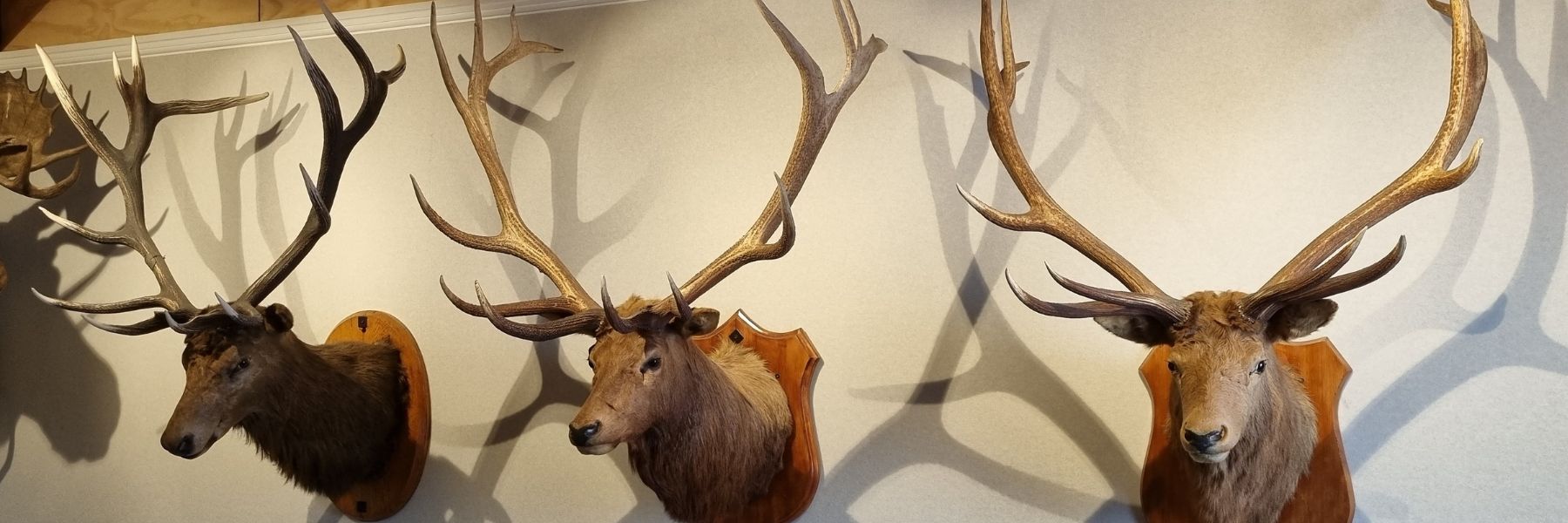 The History Of The New Zealand Wapiti Herd