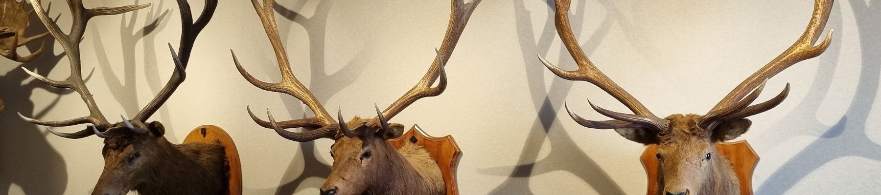 History of the wapiti herd