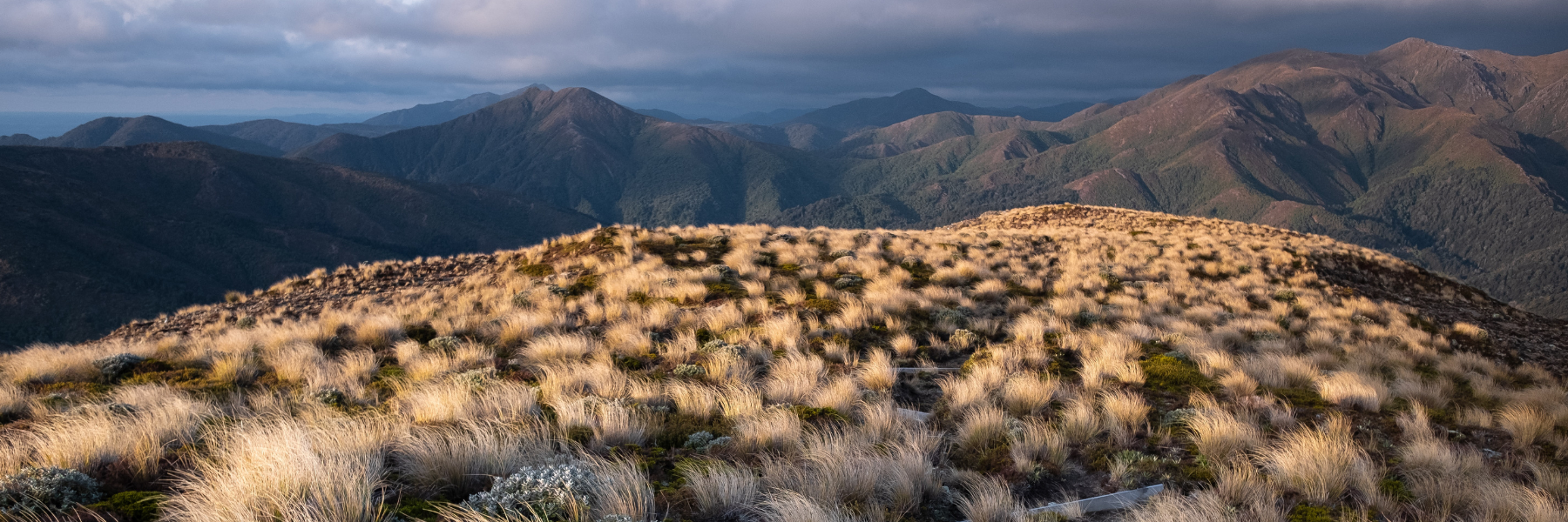 Kaimanawa Remote Experience Zone Aerial Deer Management