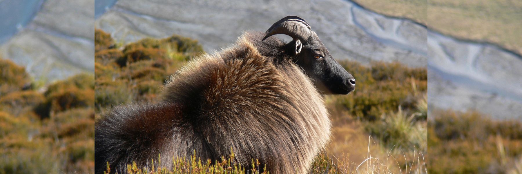 Tahr A Complex Issue