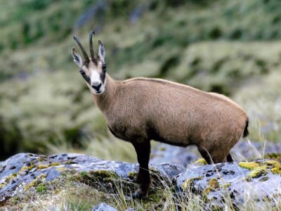 Chamois  New Zealand Deerstalkers Association Inc