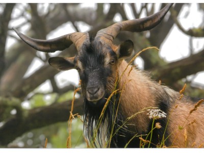 Feral Goat | New Zealand Deerstalkers Association Inc