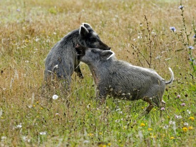 25 v2. WILD PIGS Image Grant Botting