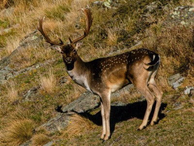 4. Common Fallow buck Image Greg Hill