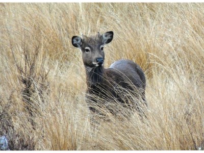 Sambar Deer | New Zealand Deerstalkers Association Inc
