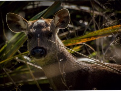 Pic 2015 SA Dylan Higgison Manawatu Radar Ears H.C.