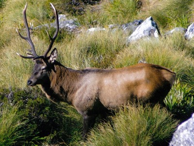 wapiti